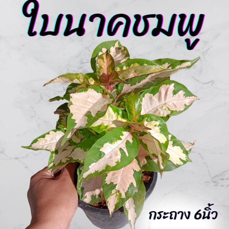 ต้นใบนาคชมพู กระถาง 6นิ้ว