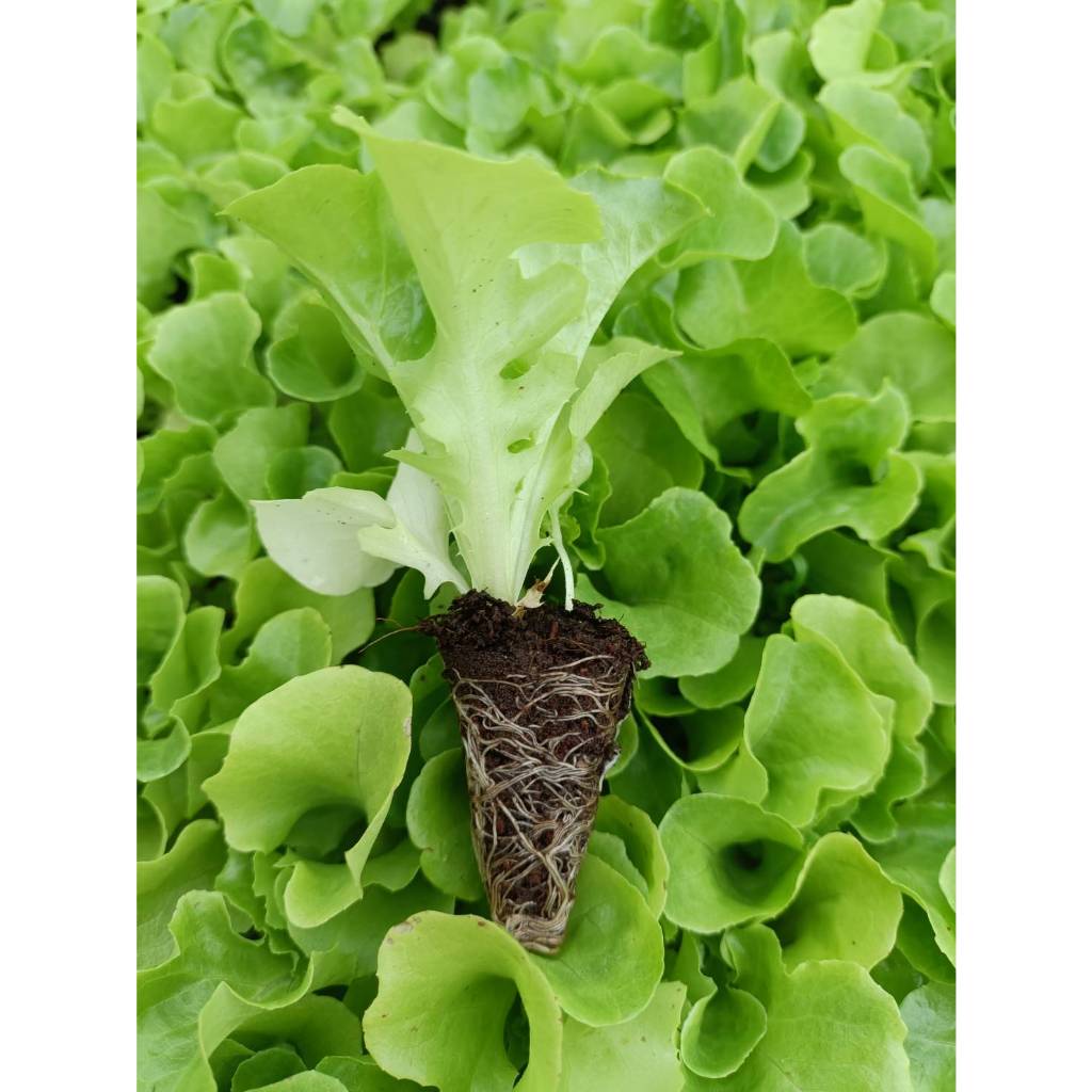 ต้นกล้าผักสลัด ไฮโดรโปรนิกส์ ต้นกล้าผักสวนครัวพร้อมปลูก มีสายพันธุ์ สลัดแก้ว ฟินเล่ย์ กรีนโอ๊ค เรดโอ๊ค มินิคอส กรีนคอส เ - รูปที่ 7