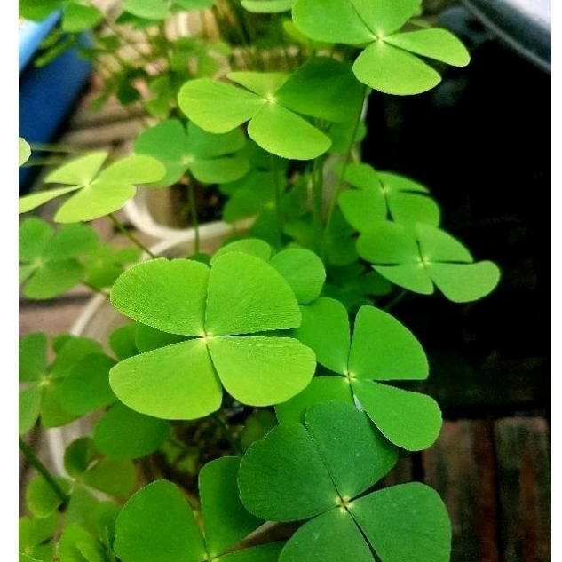 💚เเว่นกำมะหยี่💚ไม้น้ำใบ.บกใส่อ่าง.ปลามุ้งมิ้งๆๆ💓สุดคุ้ม💓4เเถม1💕