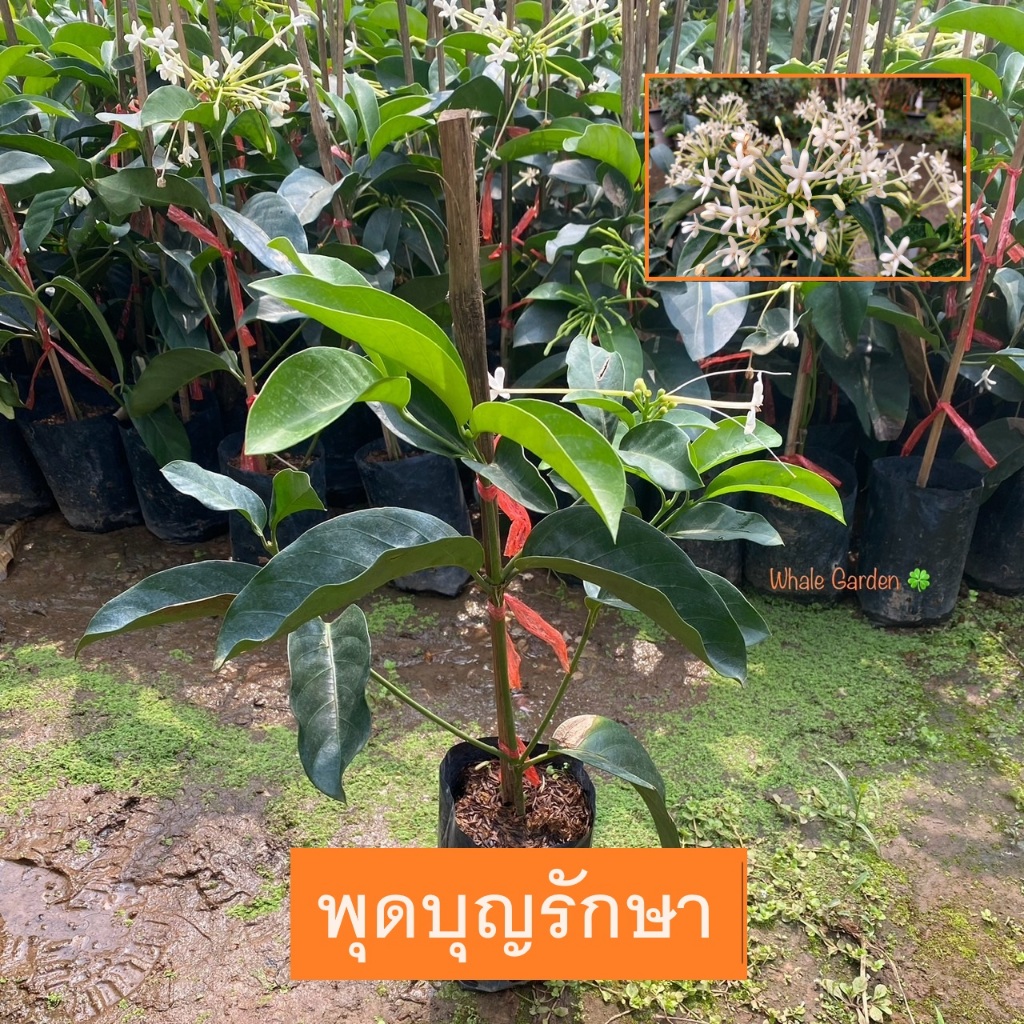 ต้นพุดบุญรักษา พุดบุญรักษา (Posoqueria latifolia) พุดดอกปีป ไม้มงคล ปลูกประดับสวน ดอกสวยงาม มีกลิ่นหอม (รับประกันสินค้า)