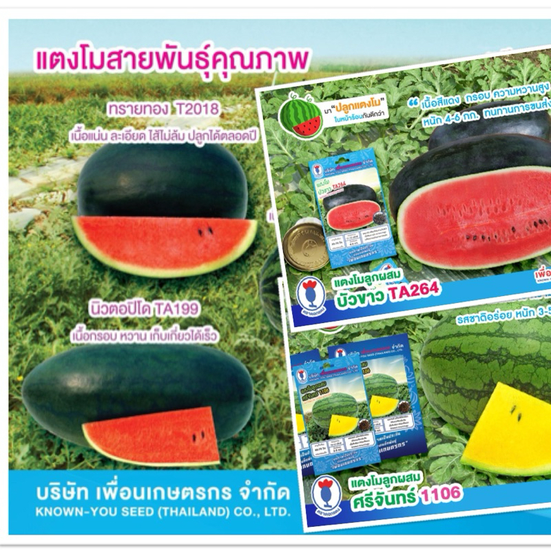 เมล็ดพันธุ์แตงโม ลูกผสม
