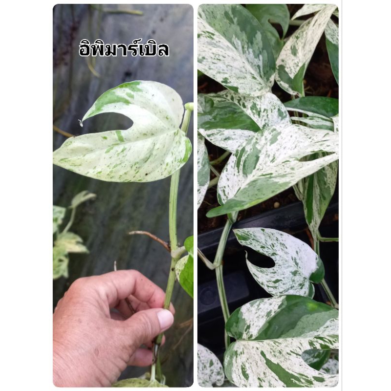 อีพิมาร์เบิ้ล(Epipremnum pinnatum Marble)ตัดข้อแบ่งขาย ความยาว 20 ซ.ม.ส่งเป็นข้อติดรากพร้อมใบ