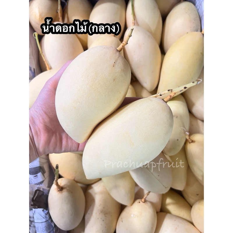 มะม่วงน้ำดอกไม้สีทอง(ไซส์กลาง)✅พร้อมส่ง✅ 1 กิโลกรัม ขนาด 4-5 ลูกโล
