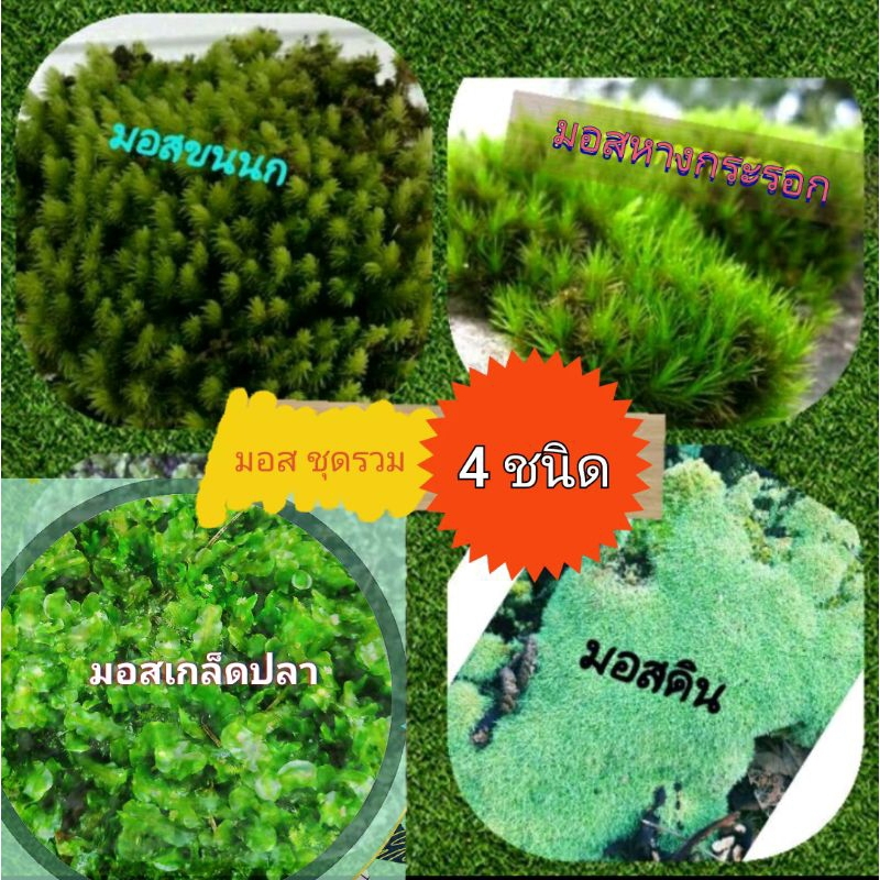 🌱🌱มอสส์สดชุดรวม 4 ชนิด สดใหม่(Moss)📍📍ขนาด 300 กรัม ถุง 5×7☘☘ใช้ตกแต่งสวนสดๆ
