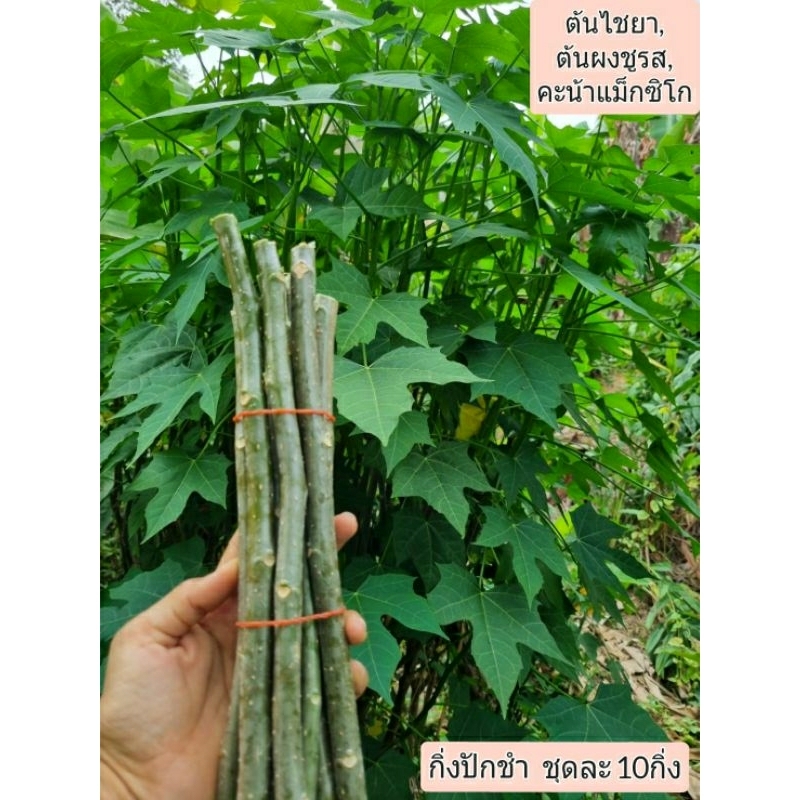 JK  CURTAIN TM กิ่งชำต้นผงชูรส ,ต้นไชยา,คะน้าแม็กซิโก#ใบรับประทานได้ #ไม้ประดับ(เป็นกิ่งปักชำ ชุดละ10กิ่ง )