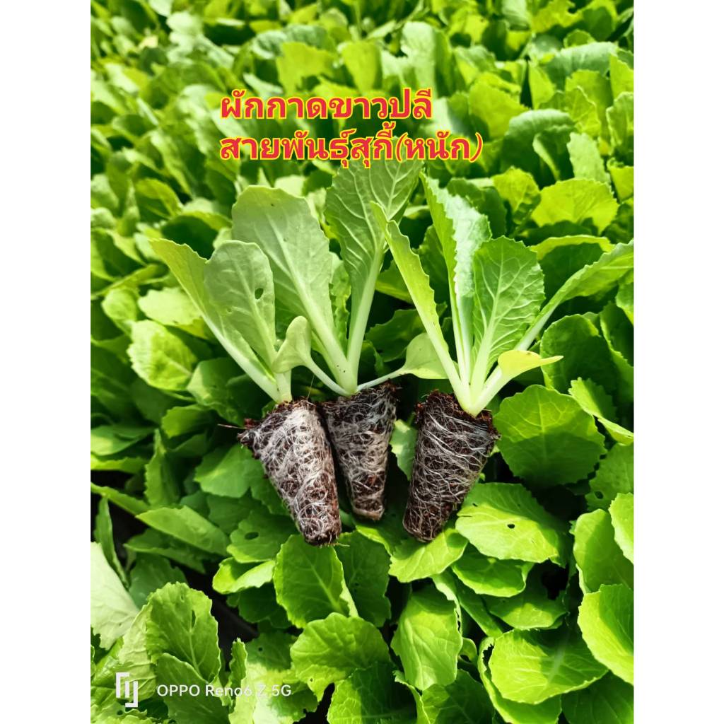 ต้นกล้าผักกาดขาวปลี ผักสลัด ต้นกล้าผักสวนครัวพร้อมปลูก มีสายพันธุ์ สลัดแก้ว ฟินเล่ย์ กรีนโอ๊ค เรดโอ๊ค มินิคอส ผักกาดขาว