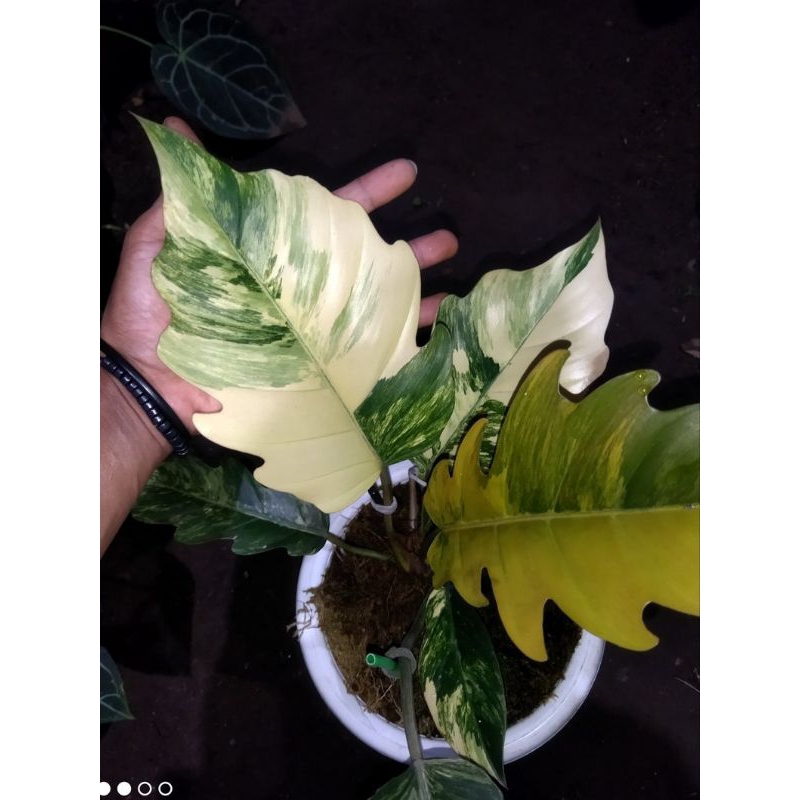 🍀🌸พิณนาคด่างคาราเมลมาเบิ้ล (ด่างขาววากิว)🍀อนุบาลพร้อมส่ง ปลูกธรรมชาติไม่ต้องอบ ด่างแล้วไม่ต้องลุ้น🍀🌸