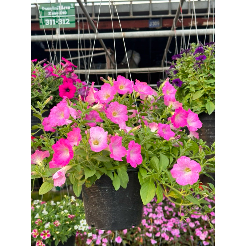 ต้นดอกพิทูเนีย กระถางแขวน 8 นิ้ว มีหลายสีให้เลือก สนใจสีไหนแจ้งได้เลย