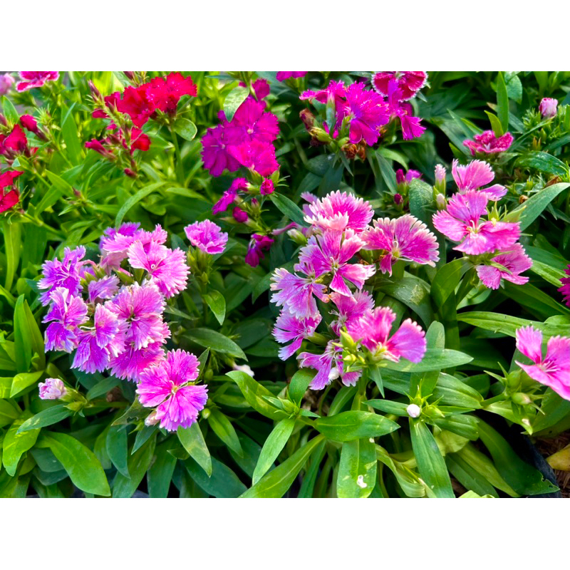 ต้นดอกผีเสื้อ Dianthus ไม้ดอก ไม้ประดับ ดอกไม้ทานได้ edible flower 🌸