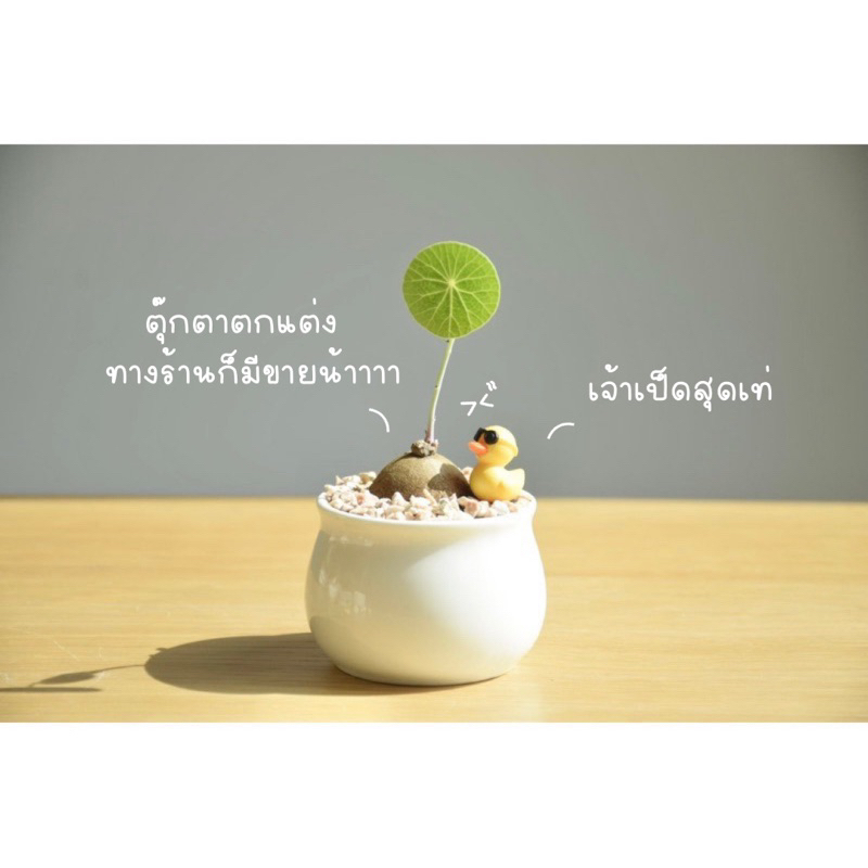บัวบกโขด พร้อมกระถางเซรามิก เรียบหรูดูดี สไตล์มินิมอล รูปที่ 2