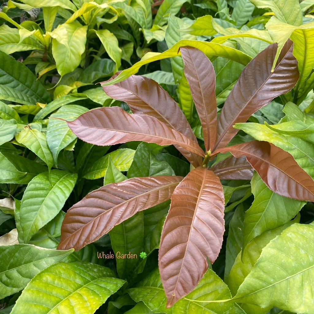ต้นบัวสวรรค์ บัวสวรรค์ (Gustavia Gracillima) ไม้ประดับ ใบเขียวตลอดปีช่วยให้บ้านดูร่มรื่นเย็นสบาย (รับประกันสินค้า) ราคา ถูกที่สุด ดีลบีเคเค แกลเลอรีภาพที่ 4