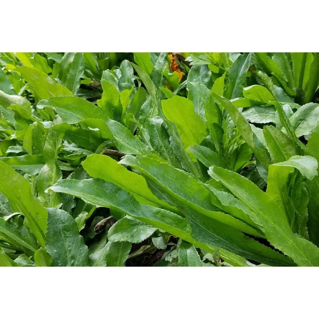 Nisa Garden เมล็ดพันธุ์ ผักชีฝรั่ง งอกง่าย โตเร็ว 🔥ซื้อ 5 แถมฟรี 1 🔥