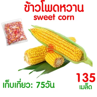 *โค้ดส่งฟรี* เมล็ดผักสวนครัว เมล็ดพันธุ์ เมล็ดพันธุ์ผัก งอกดี ปลูกผัก ปลูกไว้ทานเอง เมล็ดผักรวม ผักชี Clearance