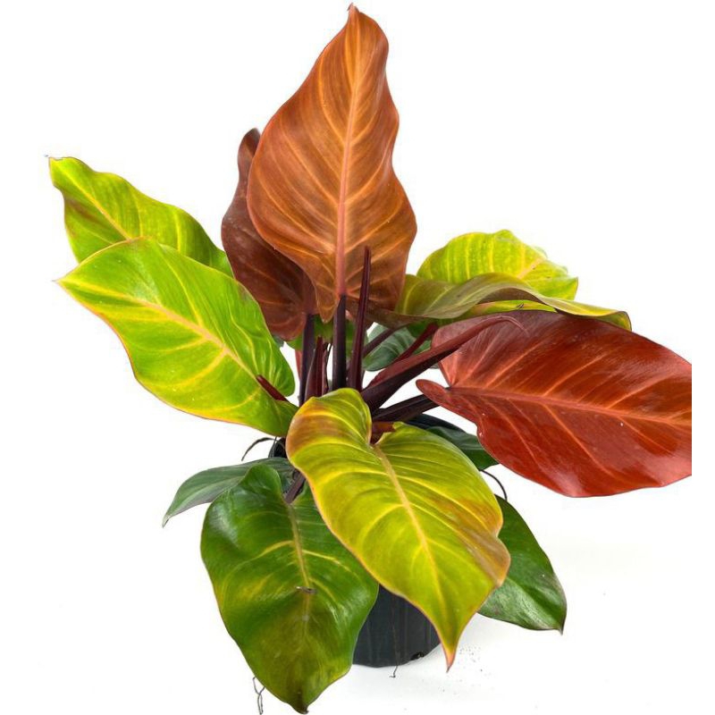 Philodendron Prince of Orange เป็นพันธุ์ลูกผสมที่แปลกใหม่ซึ่งเป็นผลมาจากการผสมข้ามพืชหลายชนิดจากสกุล