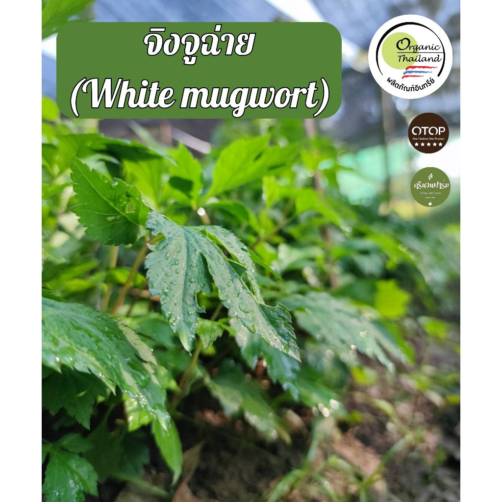 จิงจูฉ่ายออร์แกนิก 100% สดใหม่จากสวน ปลอดสารเคมี ปลูกด้วยใจมากกว่า 7 ปี - รูปที่ 5