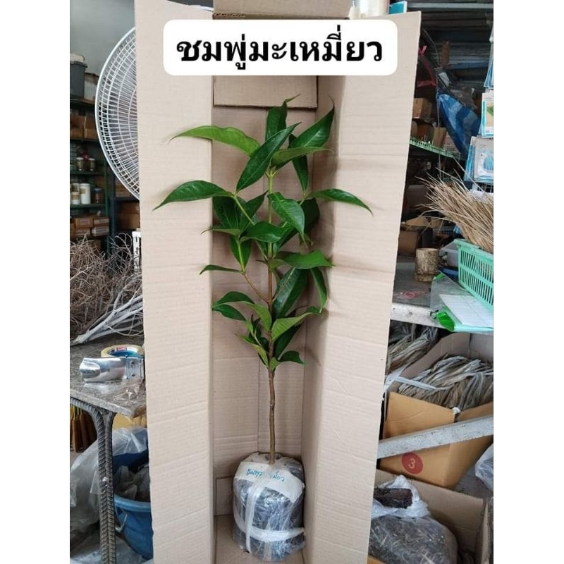 ชมพู่​มะ​เหมี่ยว​ขายต้นกล้า​1ต้น250บาทความสูง70-80เซนต์