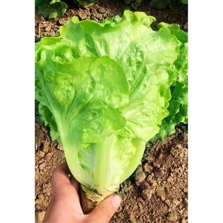 เมล็ดพันธุ์ ผักกาดหอมอิตาลี ใบเขียว Italian Lettuce บรรจุ 100-300 เมล็ด [ซื้อ 10 แถม 1 คละได้]