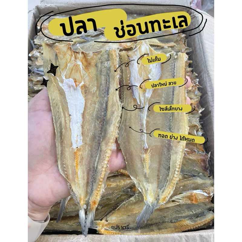 ปลาช่อนทะเลไซส์เล็กไม่เค็ม ปลาตากใหม่ทุกรอบไม่มีค้างสต็อค สินค้าไม่เก่าและดำ