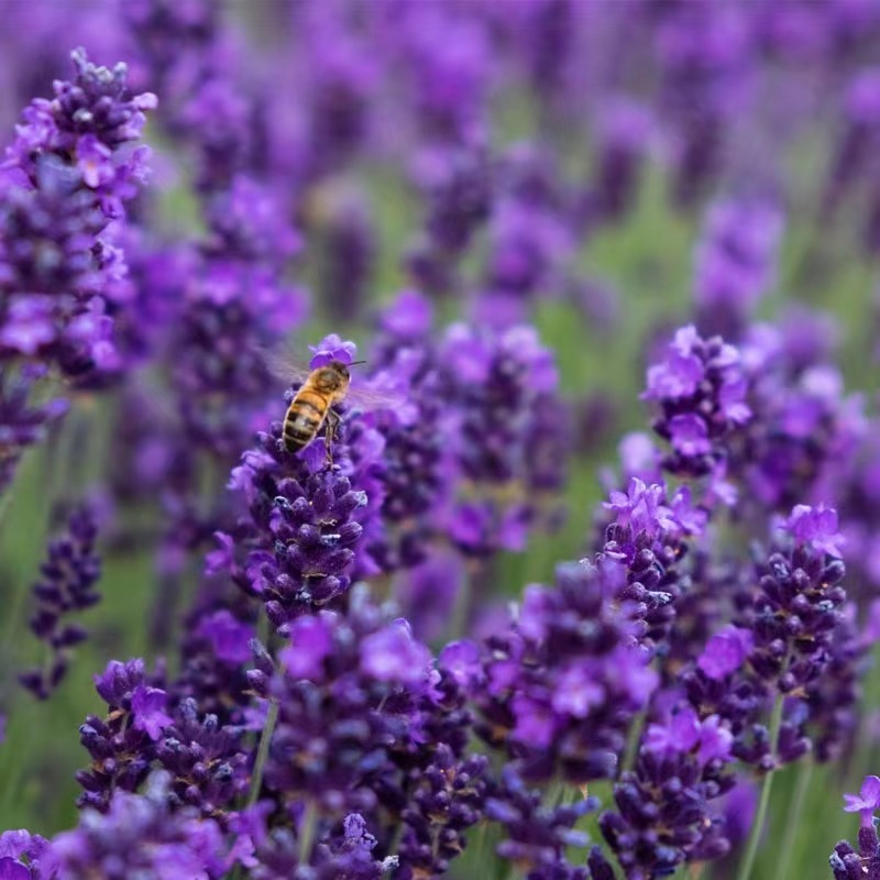 เมล็ดพันธุ์ดอกลาเวนเดอร์ 200 เมล็ด🌸 English Lavender 🌸ปลูกง่ายโตไว