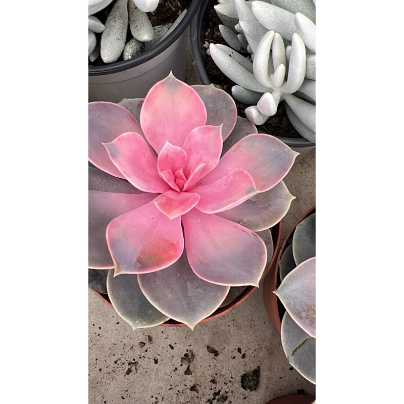 ไม้อวบน้ำ กุหลาบเรนโบว์ กระถาง4-5นิ้ว มีรอบนำเข้า(3/2/24า