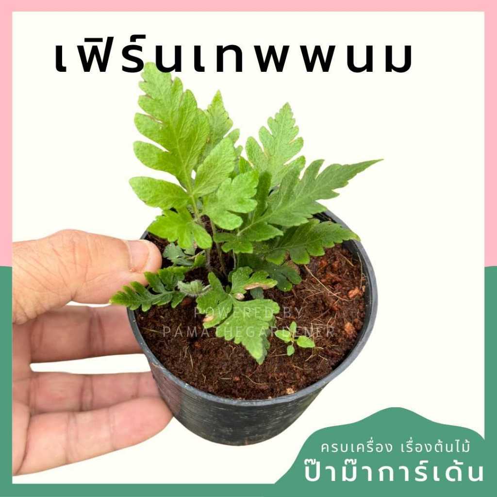 เฟิร์นเทพพนม พร้อมกระถาง 3 นิ้ว
