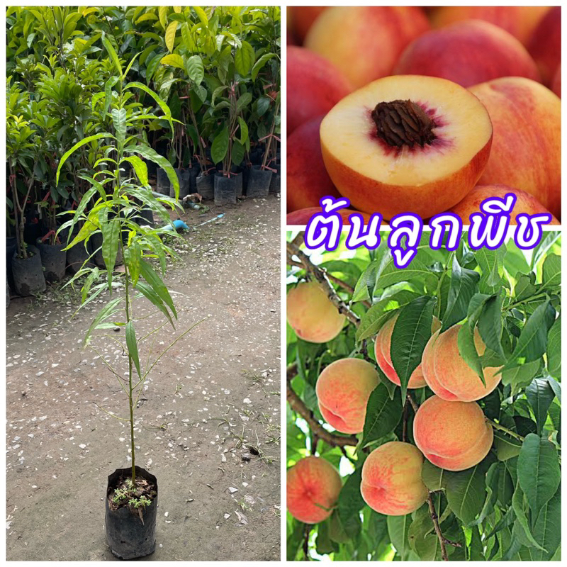 ต้นพีช ลูกพีช หรือ ลูกท้อ (เพาะเมล็ด) มีรสชาติหวานหรือหวานอมเปรี้ยว มีกลิ่นหอมเฉพาะตัว ขนาดต้น50-60ซม.