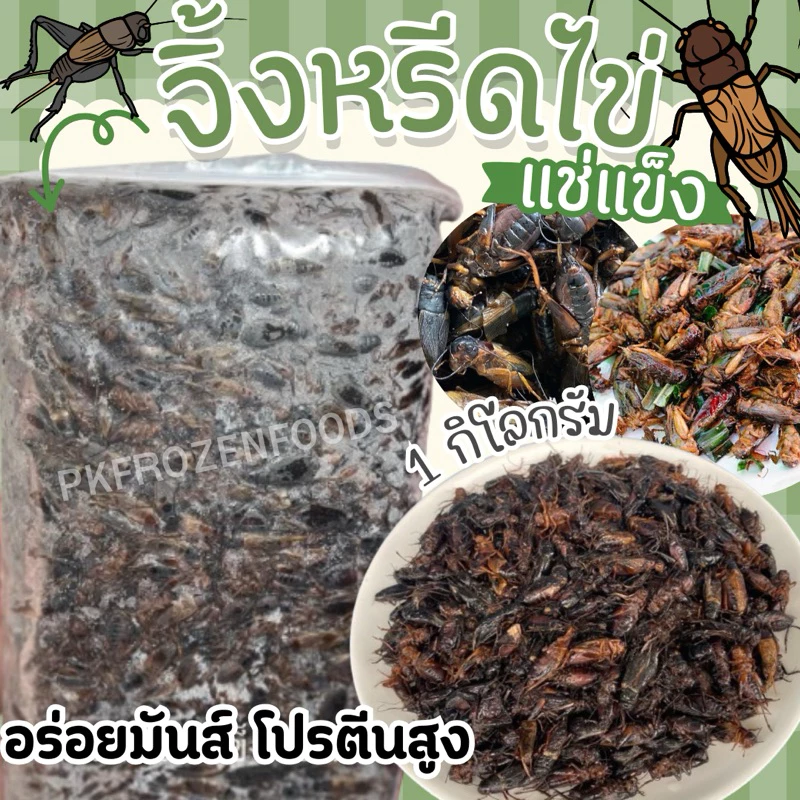 จิ้งหรีดไข่ แช่แข็ง (1kg.) 🦗🦗❌ไม่ใส่เกลือ⚡️ส่งด่วน แมลงแช่แข็ง 🚚💨ค่าส่งแบบเหมา ส่งขนส่งแช่เย็น💦ฟรี ลังโฟมทุกจังหวัด