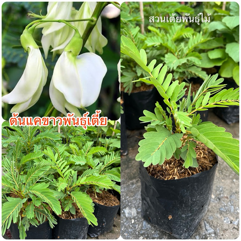 ต้นแคขาวพันธุ์เตี้ยขนาดต้น15-20cm แข็งแรงพร้อมปลูกได้เลย
