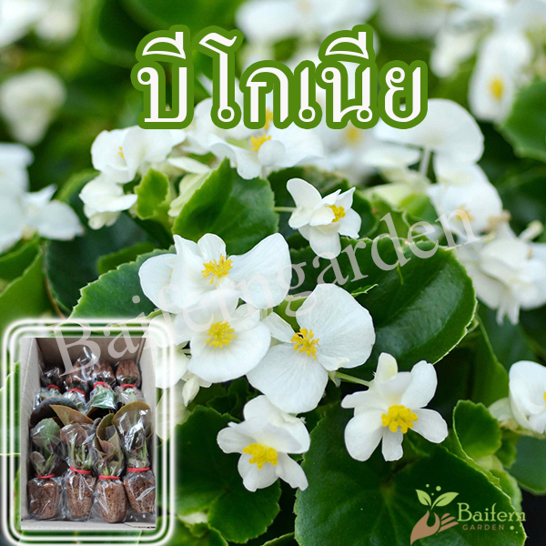 ต้นกล้าดอกบีโกเนีย ซีเนเตอร์-แอมบาสเดอร์  คละสี ดอกไม้กินได้ รากเยอะพร้อมปลูกออกดอกตลอดทั้งปี