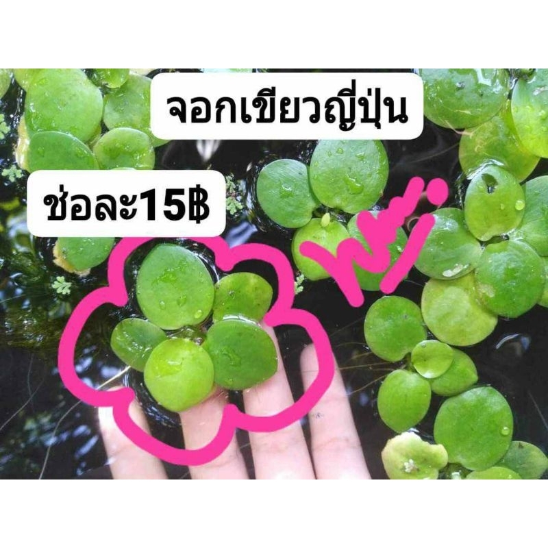 จอกเขียวญี่ปุ่นบรรจุ10ดอกแถม2 รวม 12 ดอก