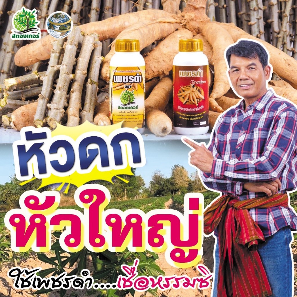 เพิ่มเปอร์เซ็นต์แป้งสูตรสร้างมัน เพชรดำเพชรดำลงหัว500cc+เพชรดำแช่ท่อน500cc เพิ่มจำนวนหัวมันสำปะหลัง