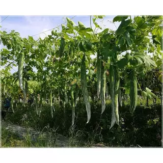 เมล็ดพันธุ์บวบงู ซองละ 20 เมล็ด เมล็ดพันธุ์คุณภาพ