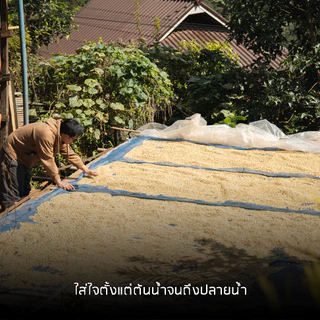 Naps Coffee Roasters เมล็ดกาแฟลาวผสมปางขอนคั่วกลาง 25/21 - House Blend 150G