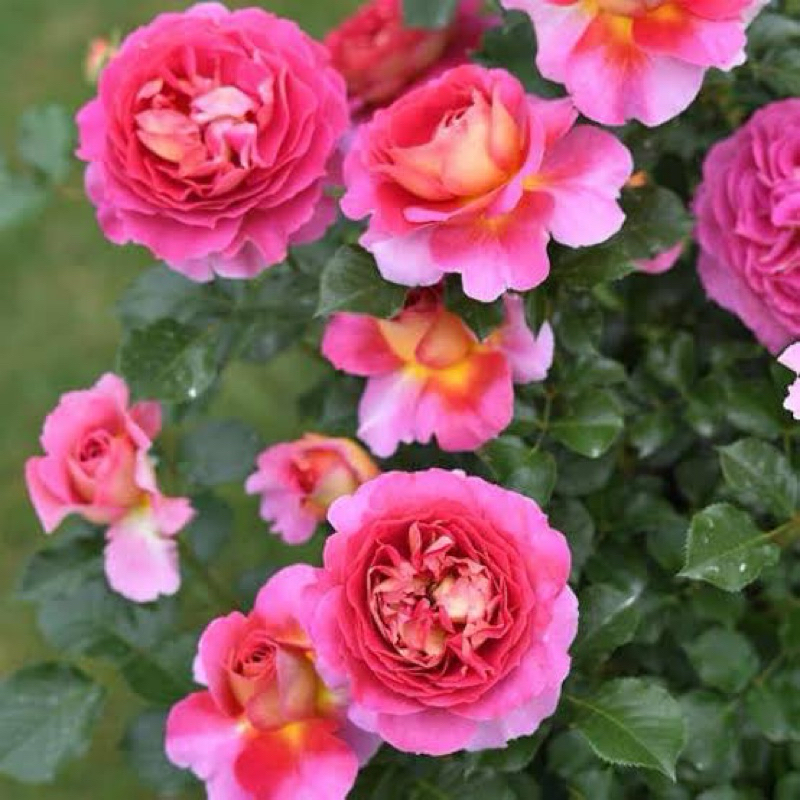 Esprit de Paris สายพันธุ์ใหม่ที่ทั้งดอกใหญ่ สวยมากและหอมมาก