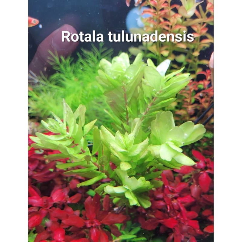 Rotala tulunadensis ไม้สีเขียวสด