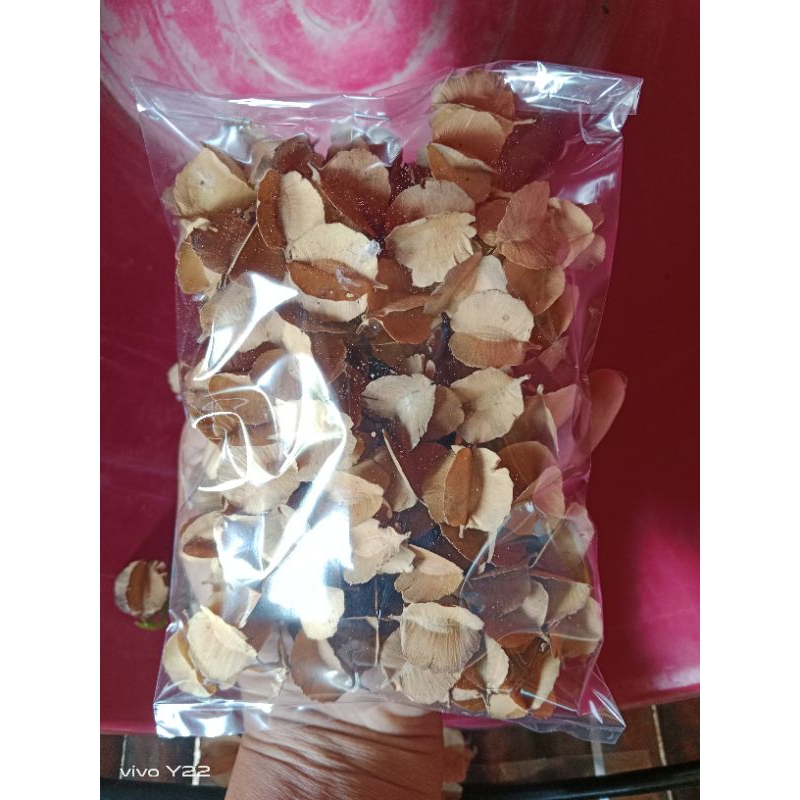 เมล็ดพันธุ์สะเเกนา พร้อมเพาะ 100 เมล็ด 50 บาท