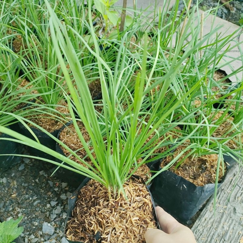 ต้นกุยช่าย อยู่ในถุงดำพร้อมปลูก ใช้ทำอาหารหลายชนิด ปลูกด้วยวิธีปลอดสารพิษ
