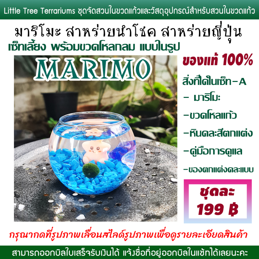 มาริโมะ เซ็ทเลี้ยงพร้อมขวดโหลแก้ว Marimo ญี่ปุ่น