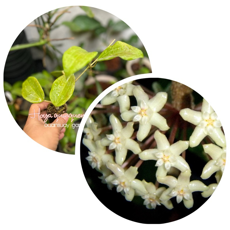 Hoya quinquenervia โฮยาดอกสีขาวครีม หอม ใบเขียว ขอบพลิ้ว จัดส่งในกระถางขนาด 1 นิ้ว