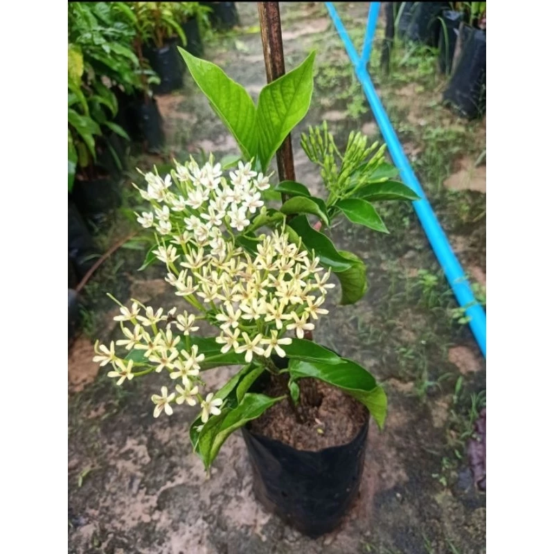 ต้นหอมเจ็ดชั้น(Tarenna wallichii) ดอกหอมไกลหอมสดชื่น ดอกออกตลอดปี