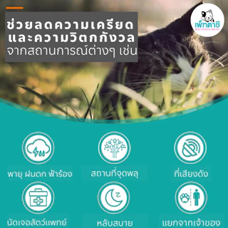 Oimmal ลดดุ ลดขู่ ลดซึม ลดเครียด สำหรับแมว วิตามินเม็ด อาหารเสริม แบบนิ่ม