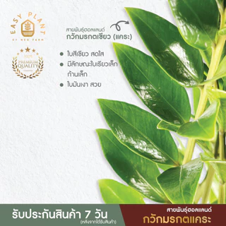 กวักมรกต แคระสายพันธุ์ฮอลแลนด์🪴ที่นี่ที่เดียว🪴ต้นไม้ฟอกอากาศ🪴ไม้มงคล🪴ไม้อึดทน -easyplant