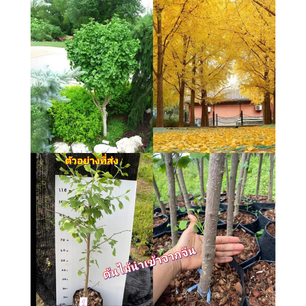 (1ต้น) สูง 80-100cm ต้น ต้นแปะก๊วย แปะก๊วย Ginkgo Tree ต้นชำกิ่ง / saranrak