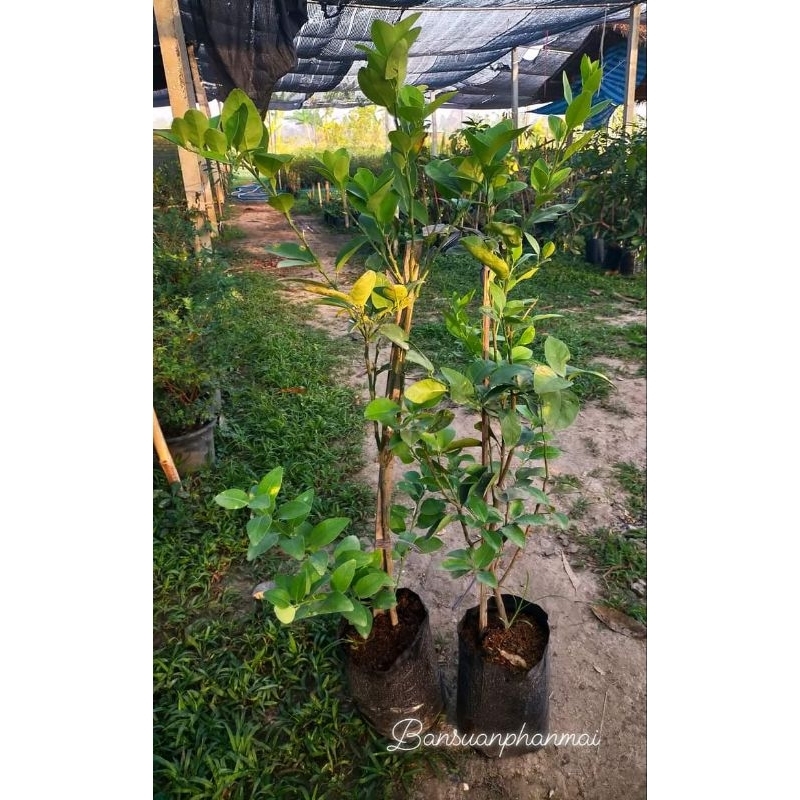 ต้นมะนาว พันธุ์แป้นรำไพ ต้นกิ่งตอน สูง 80-100 ซม.