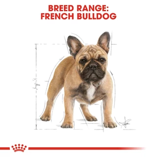 Royal Canin French Bulldog Adult 3Kg โต อาหารเม็ด สุนัขโตพันธุ์ เฟรนซ์บูลด๊อก 3 kg