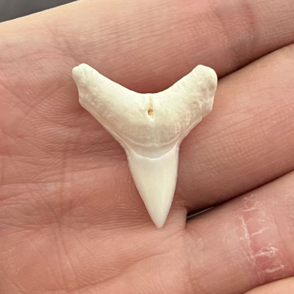 ฟันฉลามแท้ Shark Tooth ฟันมีขนาดแตกต่างกันตามธรรมชาติของปลาฉลาม ส่งจากประเทศไทย ขายเฉพาะฟันอย่างเดียว