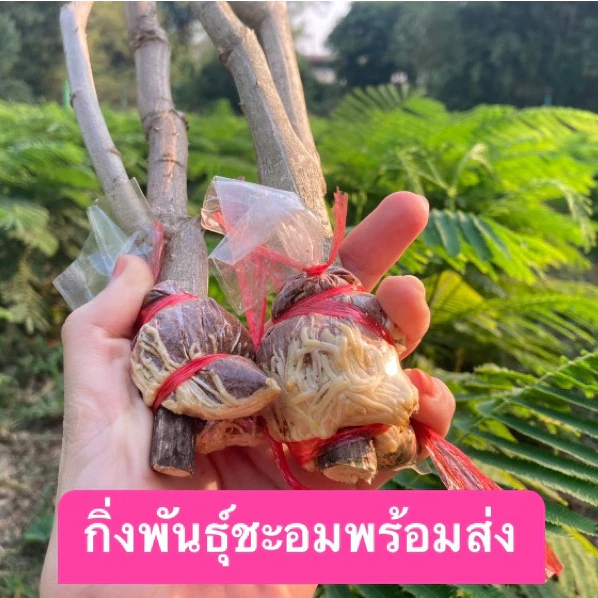 ต้นชะอม กิ่งตอน 5 กิ่ง รากแน่นพร้อมปลูก