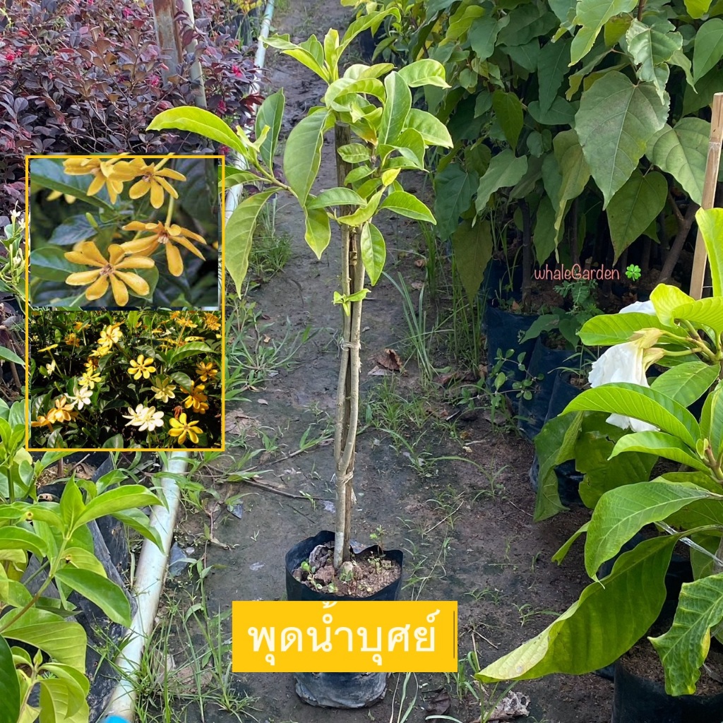 ต้นพุดน้ำบุษย์ พุดน้ำบุษย์ (Gardenia) กิ่งชำ ดอกสีเหลือง (รับประกัน ส่งใหม่ฟรี หากสินค้าเเสียหาย!!)