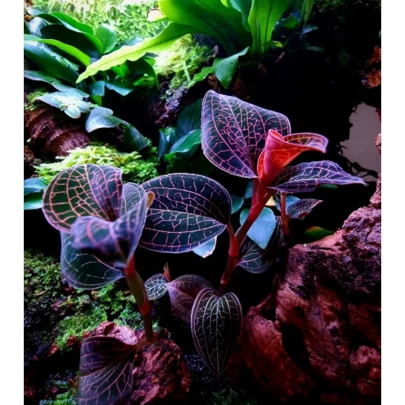 Anoectochllus Sp.ว่านนกคุ้มไฟ/Jewel orchid/กล้วยไม้ดิน ใบดำตัดกับเส้นสีแดงส้ม #ไม้จัดตู้จัดสวน #terrarium