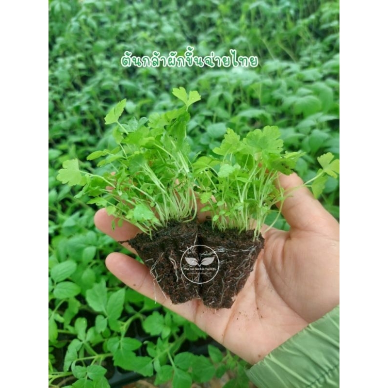 ต้นกล้าผักขึ้นฉ่ายไทย ขึ้นช่าย,คื่นฉ่าย🌱••(1กอ=9บาท)**พร้อมส่งไม่พรีออเดอร์!!